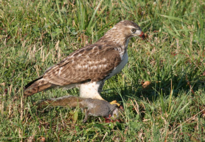 Red-tailed Hawk Juvenile