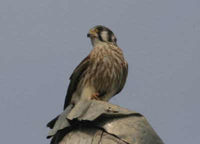 American Kestrel - Female