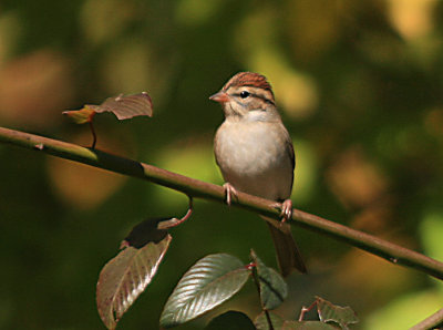 Chipping Sparrow