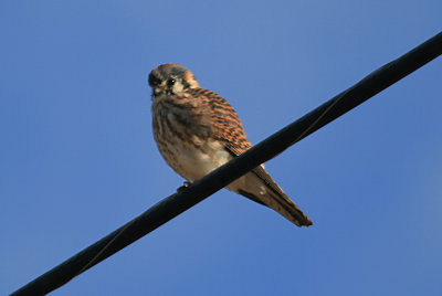 American Kestrel - Female