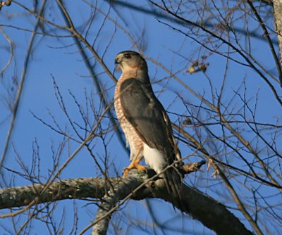Cooper's Hawk