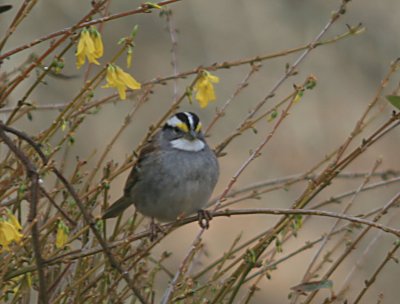 White-throated Sparrow