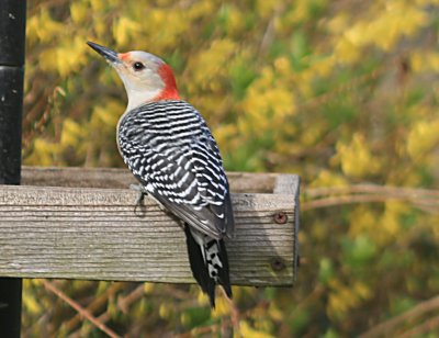 Red-bellied Woodpecker