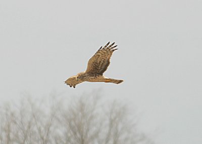 Northern Harrier (Female)