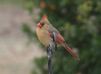 Cardinal - Female