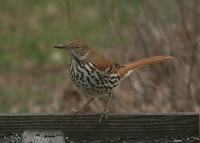 Brown Thrasher