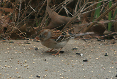Field Sparrow