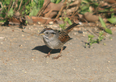 Swamp Sparrow