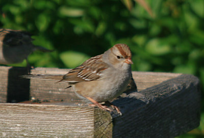White-crowned Sparrow Juvenile