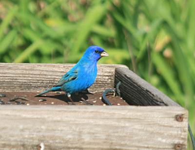 Indigo Bunting