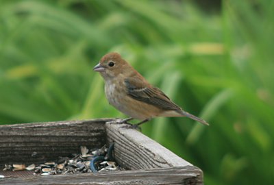 Indigo Bunting - Female