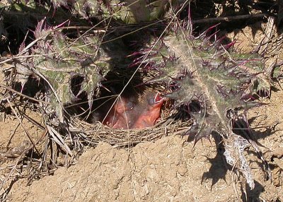 Lark Sparrow Nest with Young