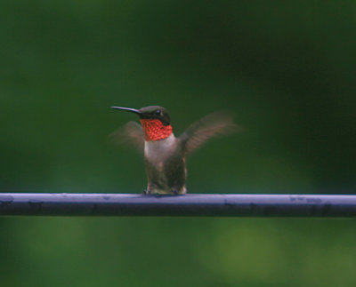 Ruby-throated Hummingbird