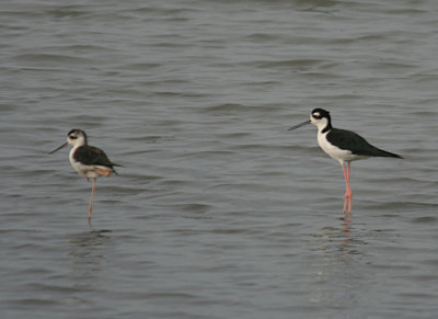 Black-necked Stilt Adult Male and Juvenile
