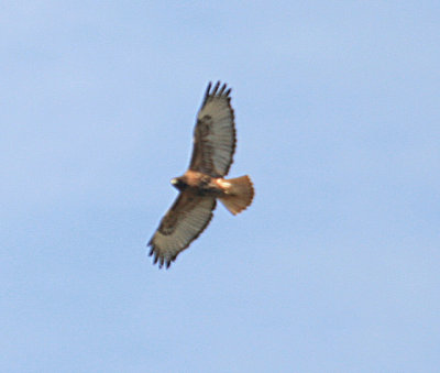 Red-tailed Hawk  Intermediate Adult Western