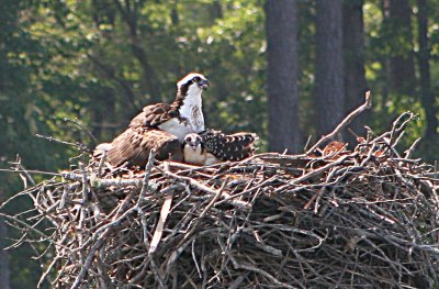 Adult Osprey and Chick