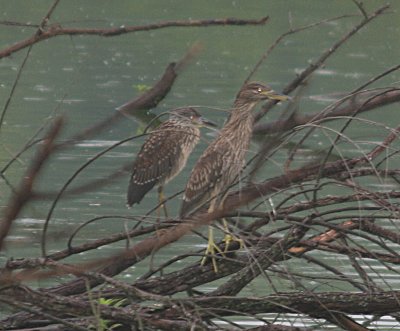 Yellow-crowned Night-Heron