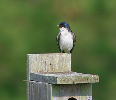 Tree Swallow