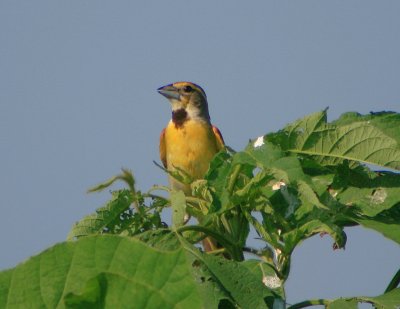 Dickcissel