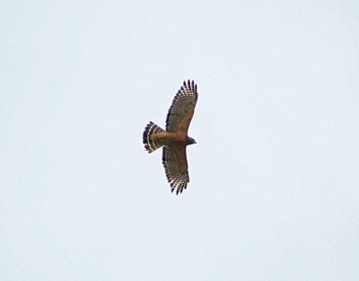 Red-shouldered Hawk Adult