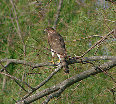Coopers Hawk - Juvenile