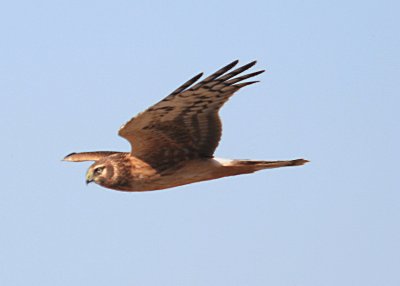 Northern Harrier