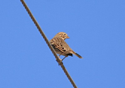 Vesper Sparrow