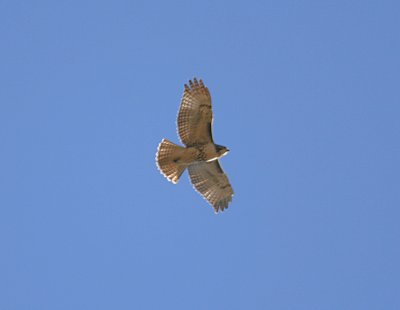 Red-tailed Hawk Eastern