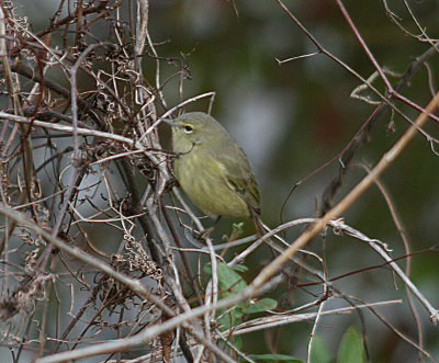Orange-crowned Warbler