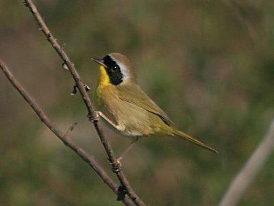 Common Yellowthroat