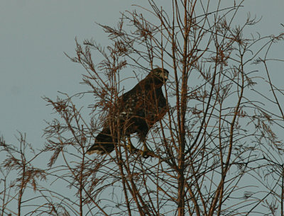 Red-tailed Hawk Harlan's