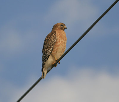 Red-shouldered Hawk