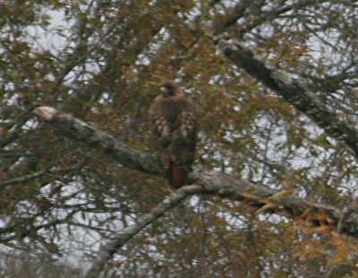 Red-tailed Hawk Western