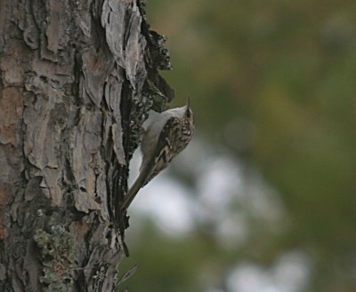 Brown Creeper