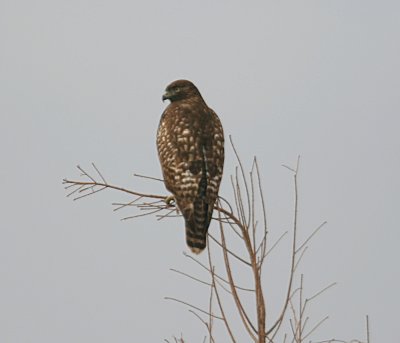 Red-tailed Hawk