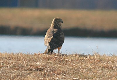 Northern Harrier - Female