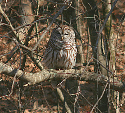 Barred Owl