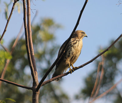 Broad-winged Hawk