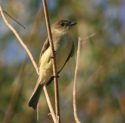 Eastern Phoebe