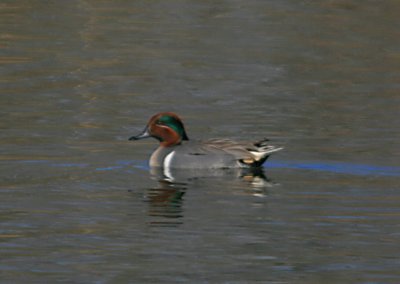 Green-Winged Teal