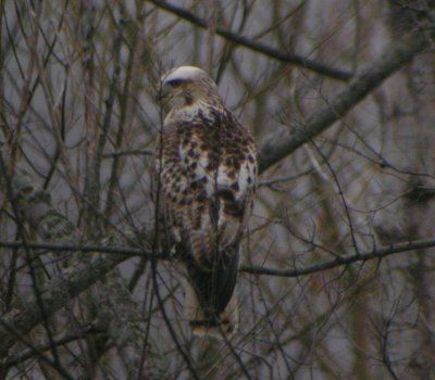 Red Tailed Hawk - Krider's