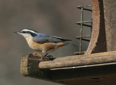Red - Breasted Nuthatch