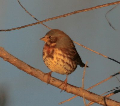 Fox Sparrow