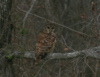 Barred Owl