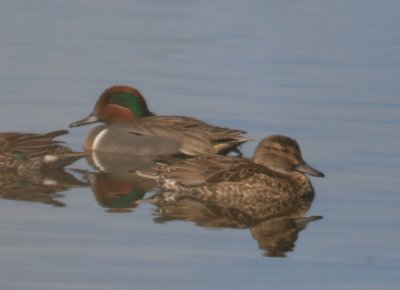 Green - Winged Teal