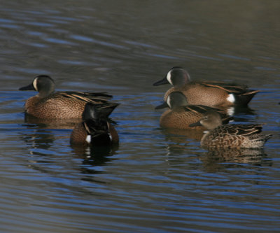 Blue - Winged Teal