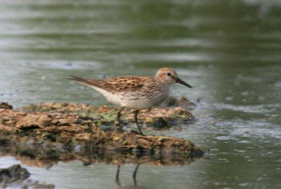 White-rumped Sandpiper