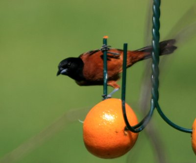 Orchard Oriole
