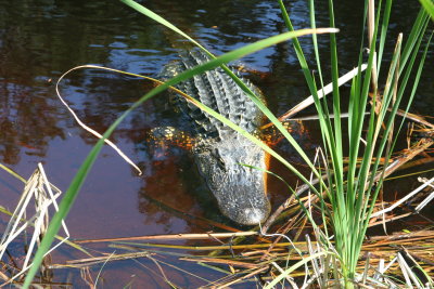 Fripp Island Alligator