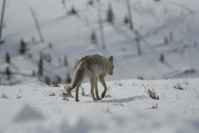 Windblown Coyote